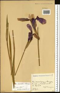 Iris ensata Thunb., Siberia, Russian Far East (S6) (Russia)