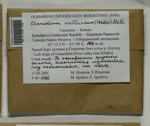 Ctenidium molluscum (Hedw.) Mitt., Bryophytes, Bryophytes - North Caucasus & Ciscaucasia (B12) (Russia)