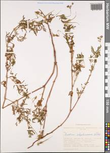 Erodium stephanianum Willd., Siberia, Western Siberia (S1) (Russia)