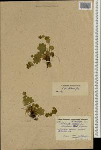 Alchemilla stellaris Juz., Eastern Europe, Moscow region (E4a) (Russia)