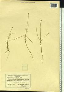 Carex lachenalii subsp. lachenalii, Siberia, Central Siberia (S3) (Russia)