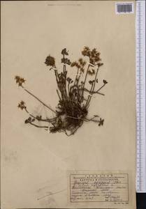 Phedimus hybridus (L.) 't Hart, Middle Asia, Northern & Central Tian Shan (M4) (Kazakhstan)