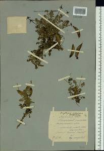 Oxytropis nigrescens (Pall.)DC., Siberia, Yakutia (S5) (Russia)