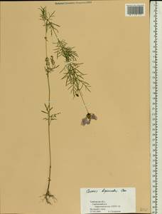 Cosmos bipinnatus Cav., Eastern Europe, Central forest-and-steppe region (E6) (Russia)