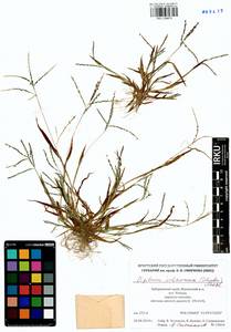 Digitaria ischaemum (Schreb.) Muhl., Siberia, Russian Far East (S6) (Russia)