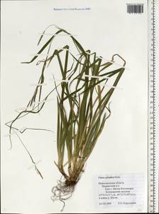 Carex sylvatica Huds., Eastern Europe, Volga-Kama region (E7) (Russia)