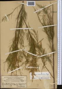 Tamarix arceuthoides Bunge, Middle Asia, Western Tian Shan & Karatau (M3) (Kazakhstan)