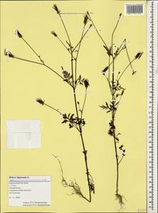 Bidens bipinnata L., Caucasus, Black Sea Shore (from Novorossiysk to Adler) (K3) (Russia)