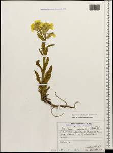 Erysimum ibericum (Adams) DC., Caucasus, North Ossetia, Ingushetia & Chechnya (K1c) (Russia)
