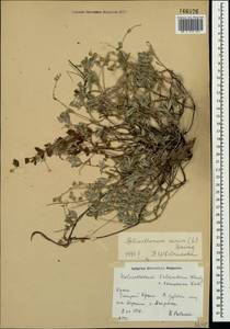 Helianthemum canum (L.) Baumg., Crimea (KRYM) (Russia)