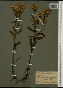 Pentanema britannicum (L.) D. Gut. Larr., Santos-Vicente, Anderb., E. Rico & M. M. Mart. Ort., Caucasus, North Ossetia, Ingushetia & Chechnya (K1c) (Russia)