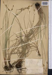 Carex buxbaumii Wahlenb., Middle Asia, Muyunkumy, Balkhash & Betpak-Dala (M9) (Kazakhstan)