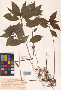 Mercurialis perennis L., Eastern Europe, Central forest-and-steppe region (E6) (Russia)