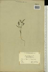 Melampyrum, Eastern Europe, North Ukrainian region (E11) (Ukraine)