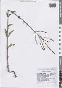 Verbena officinalis L., Western Europe (EUR) (Spain)