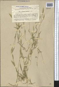 Brachypodium distachyon (L.) P.Beauv., Middle Asia, Pamir & Pamiro-Alai (M2) (Uzbekistan)