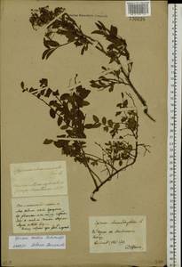 Spiraea media Schmidt, Siberia, Baikal & Transbaikal region (S4) (Russia)