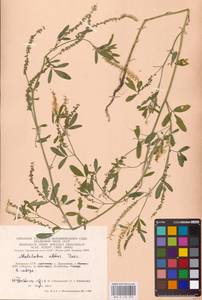 Melilotus albus Medik., Eastern Europe, Lithuania (E2a) (Lithuania)