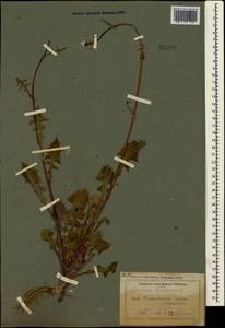 Sonchus oleraceus L., Crimea (KRYM) (Russia)