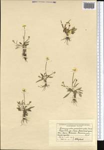 Ranunculus longicaulis C. A. Mey., Middle Asia, Pamir & Pamiro-Alai (M2) (Kyrgyzstan)