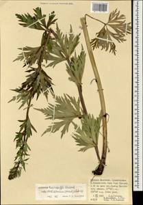 Aconitum kusnezoffii Rchb., Mongolia (MONG) (Mongolia)