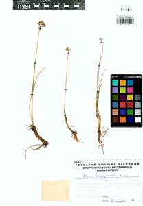 Allium anisopodium Ledeb., Siberia, Baikal & Transbaikal region (S4) (Russia)