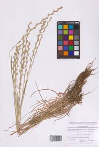 Lolium perenne L., Eastern Europe, Moscow region (E4a) (Russia)