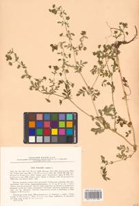 Potentilla supina L., Siberia, Russian Far East (S6) (Russia)