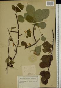 Malus sylvestris Mill., Eastern Europe, Central forest-and-steppe region (E6) (Russia)