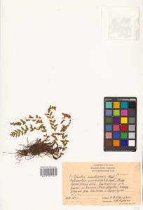 Woodsia macrochlaena Mett. ex Kuhn, Siberia, Russian Far East (S6) (Russia)