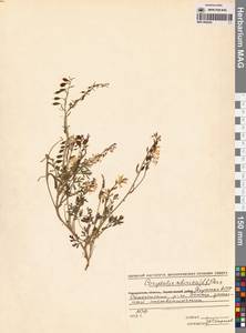 Corydalis sibirica (L.fil.) Pers., Siberia, Yakutia (S5) (Russia)