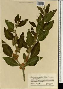 Withania somnifera, South Asia, South Asia (Asia outside ex-Soviet states and Mongolia) (ASIA) (Afghanistan)