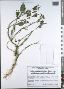 Solanum nitidibaccatum Bitter, Siberia, Western Siberia (S1) (Russia)