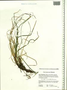 Carex pediformis var. macroura (Meinsh.) Kük., Siberia, Baikal & Transbaikal region (S4) (Russia)