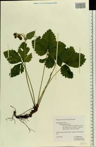 Fragaria moschata Duchesne, Eastern Europe, North-Western region (E2) (Russia)