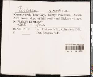 Tortella arctica (Arnell) Crundw. & Nyholm, Bryophytes, Bryophytes - Krasnoyarsk Krai, Tyva & Khakassia (B17) (Russia)