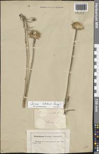 Jurinea mollis (L.) Rchb., Eastern Europe, Central forest-and-steppe region (E6) (Russia)