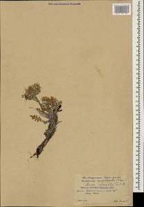 Jurinea moschus subsp. pinnatisecta (Boiss.) Greuter, Caucasus, South Ossetia (K4b) (South Ossetia)