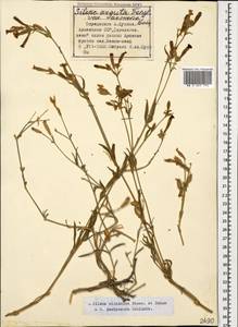 Silene sisianica Boiss. & Buhse, Caucasus, Armenia (K5) (Armenia)