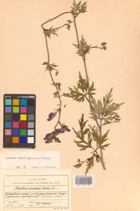 Aconitum consanguineum Vorosch., Siberia, Russian Far East (S6) (Russia)