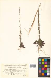 Arabis hirsuta (L.) Scop., Siberia, Russian Far East (S6) (Russia)