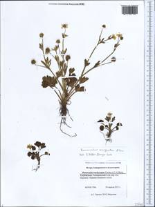 Ranunculus marginatus d'Urv., Caucasus, Azerbaijan (K6) (Azerbaijan)