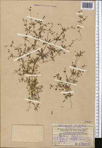 Galium spurium L., Middle Asia, Western Tian Shan & Karatau (M3) (Kazakhstan)