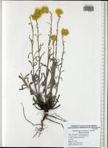 Helichrysum arenarium (L.) Moench, Eastern Europe, Central region (E4) (Russia)