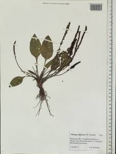 Plantago uliginosa F. W. Schmidt, Eastern Europe, Central region (E4) (Russia)