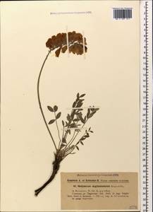 Hedysarum daghestanicum Boiss., Caucasus, Dagestan (K2) (Russia)