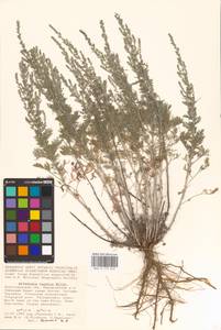 Artemisia taurica Willd., Eastern Europe, Lower Volga region (E9) (Russia)