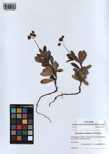 KUZ 001 962, Chimaphila umbellata (L.) W. P. C. Barton, Siberia, Altai & Sayany Mountains (S2) (Russia)