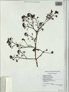 Portulaca oleracea L., Western Europe (EUR) (Germany)