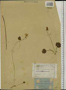 Primula cortusoides L., Siberia, Altai & Sayany Mountains (S2) (Russia)